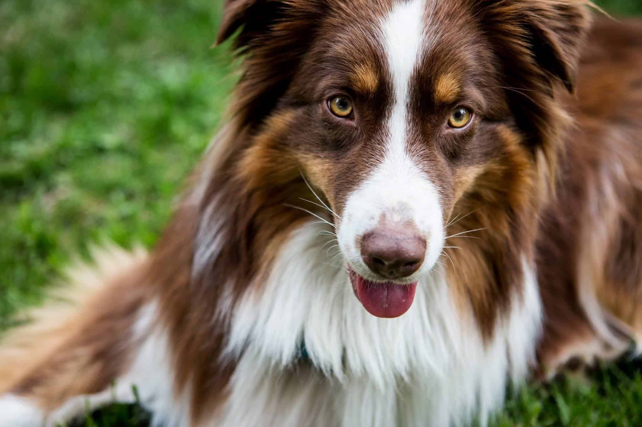 Comment amener son chien en camping pour la première fois