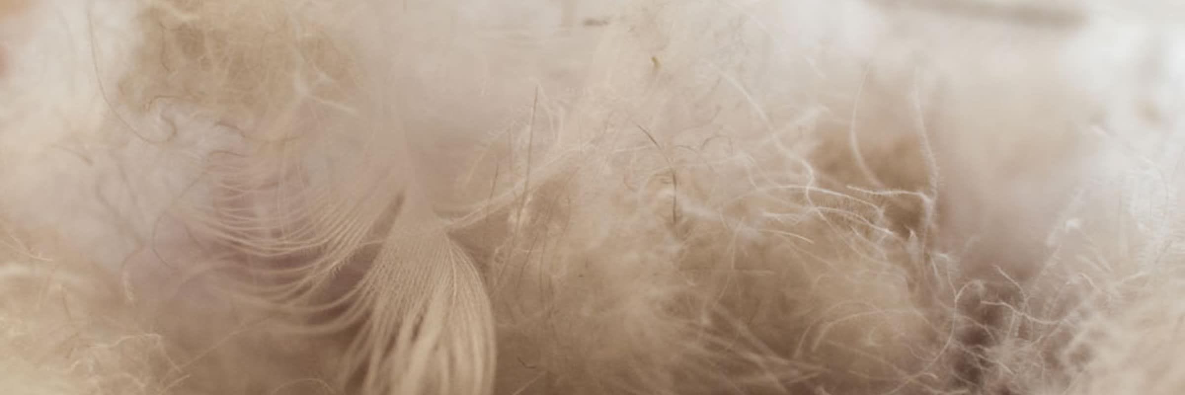 What to Do When Your Down Jacket is Leaking Feathers