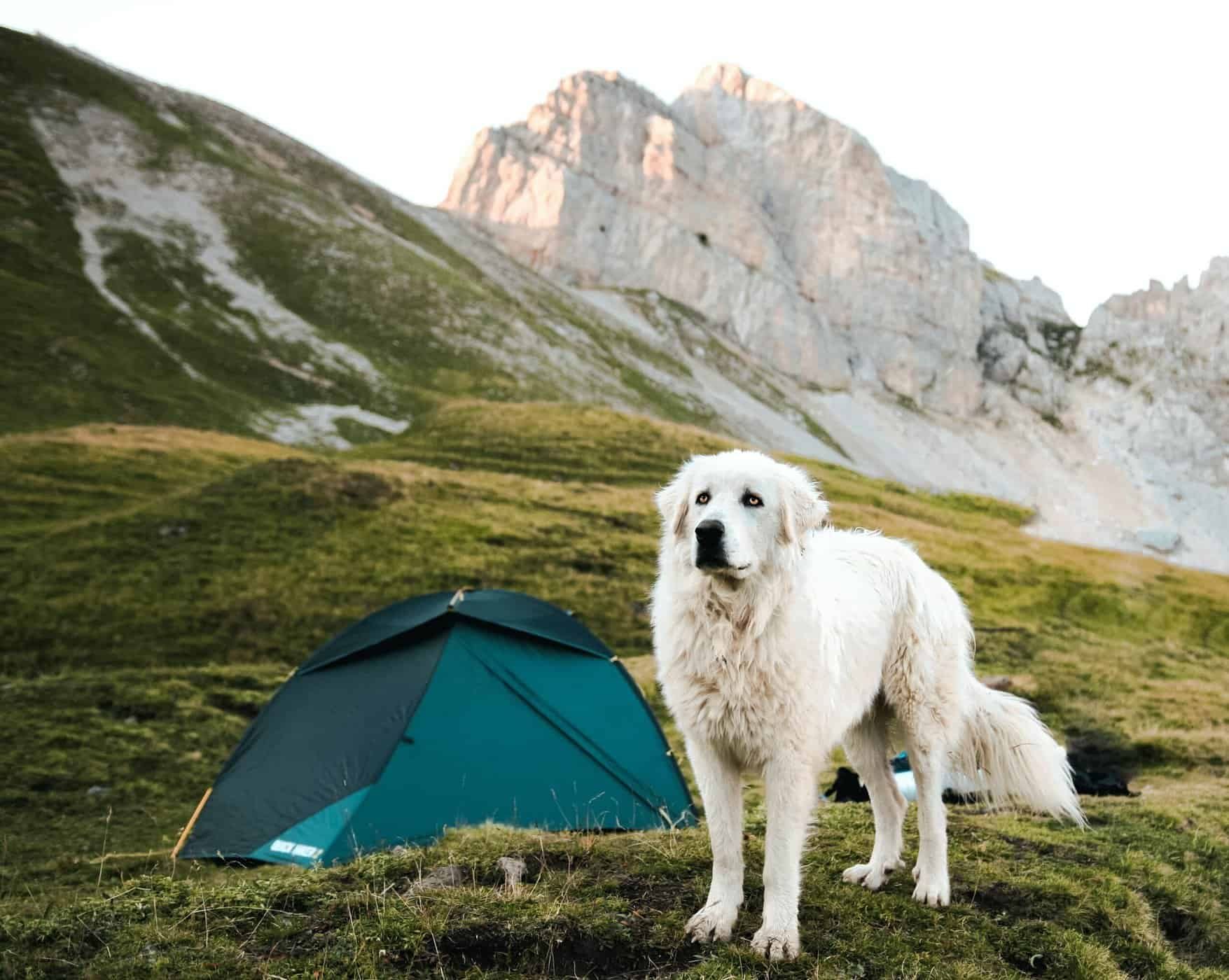 dog-camping-4-1-scaled.jpeg