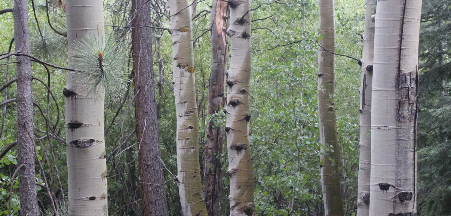 So You Want to go Tree Planting?