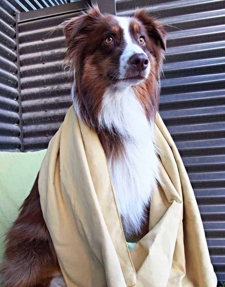 chien-packtowl-1.jpg