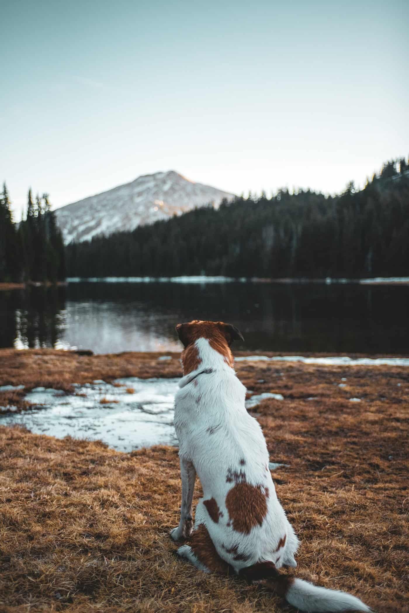 dog-camping-2-1-scaled.jpeg