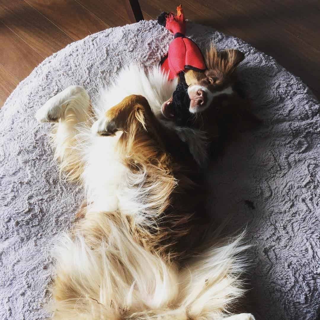 chien-jouets-1.jpg