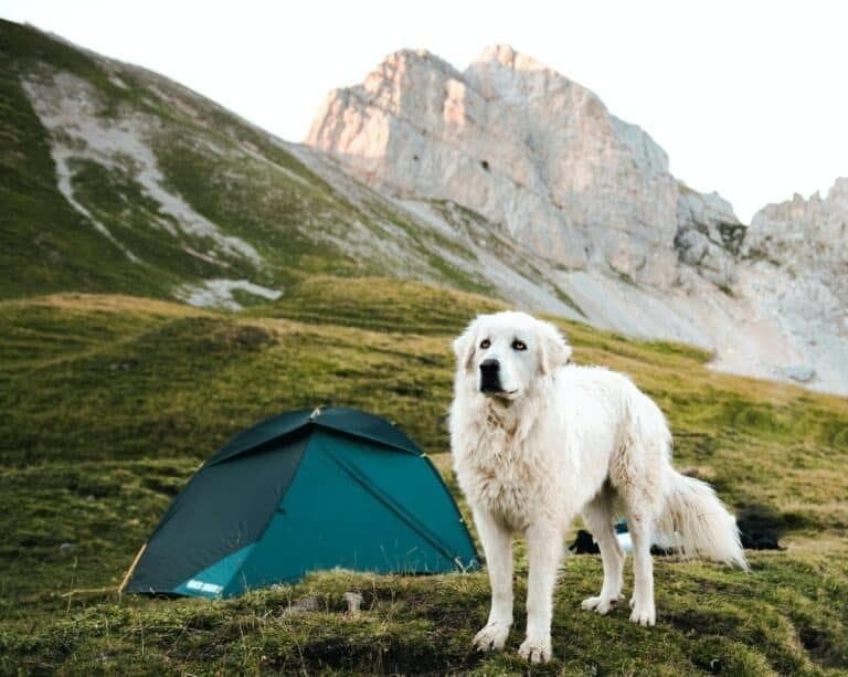 dog-camping-4-768x613.jpeg