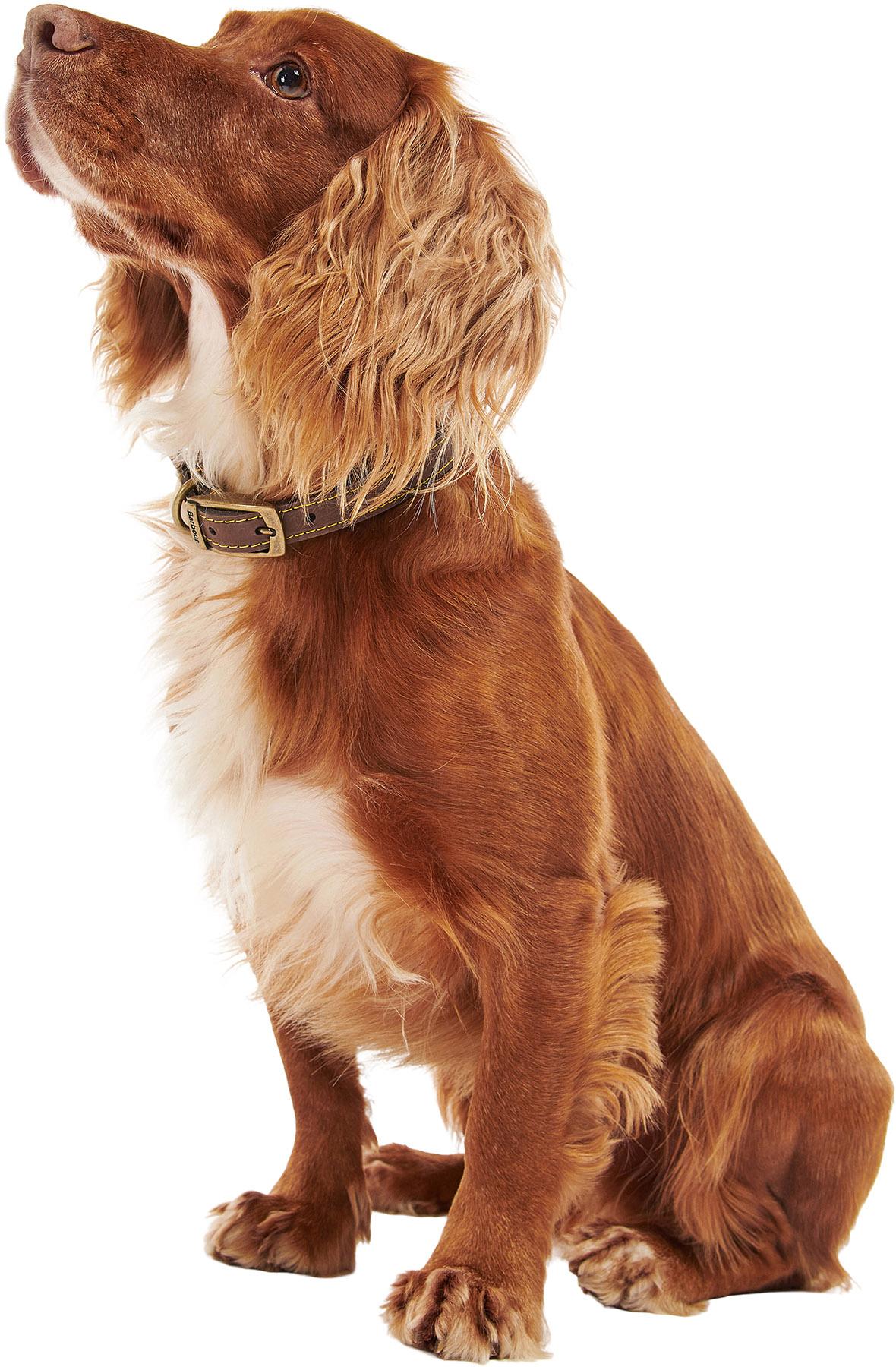 Numéro de l'image de la galerie de produits 4 pour le produit Collier pour chien en cuir