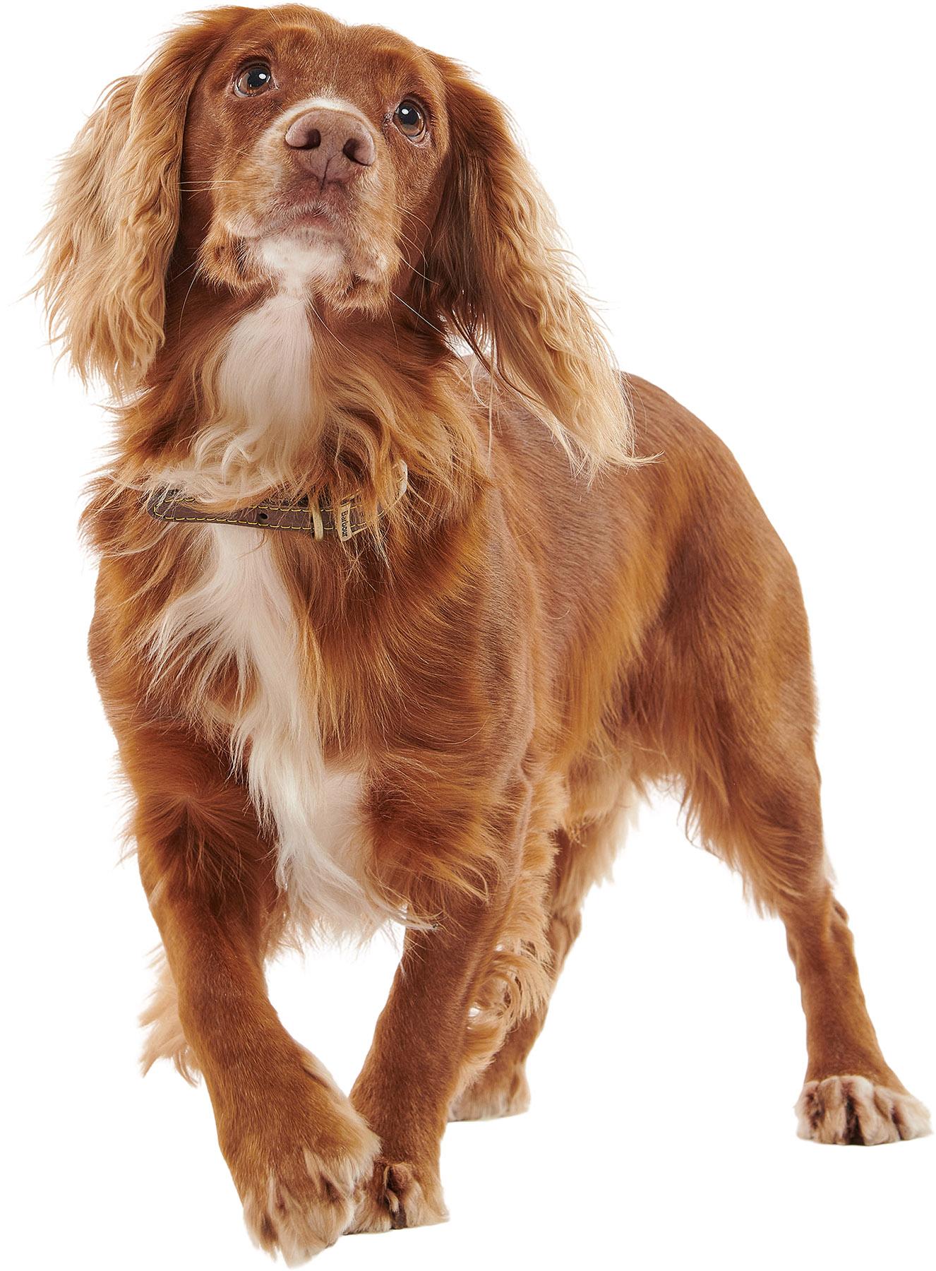 Numéro de l'image de la galerie de produits 5 pour le produit Collier pour chien en cuir