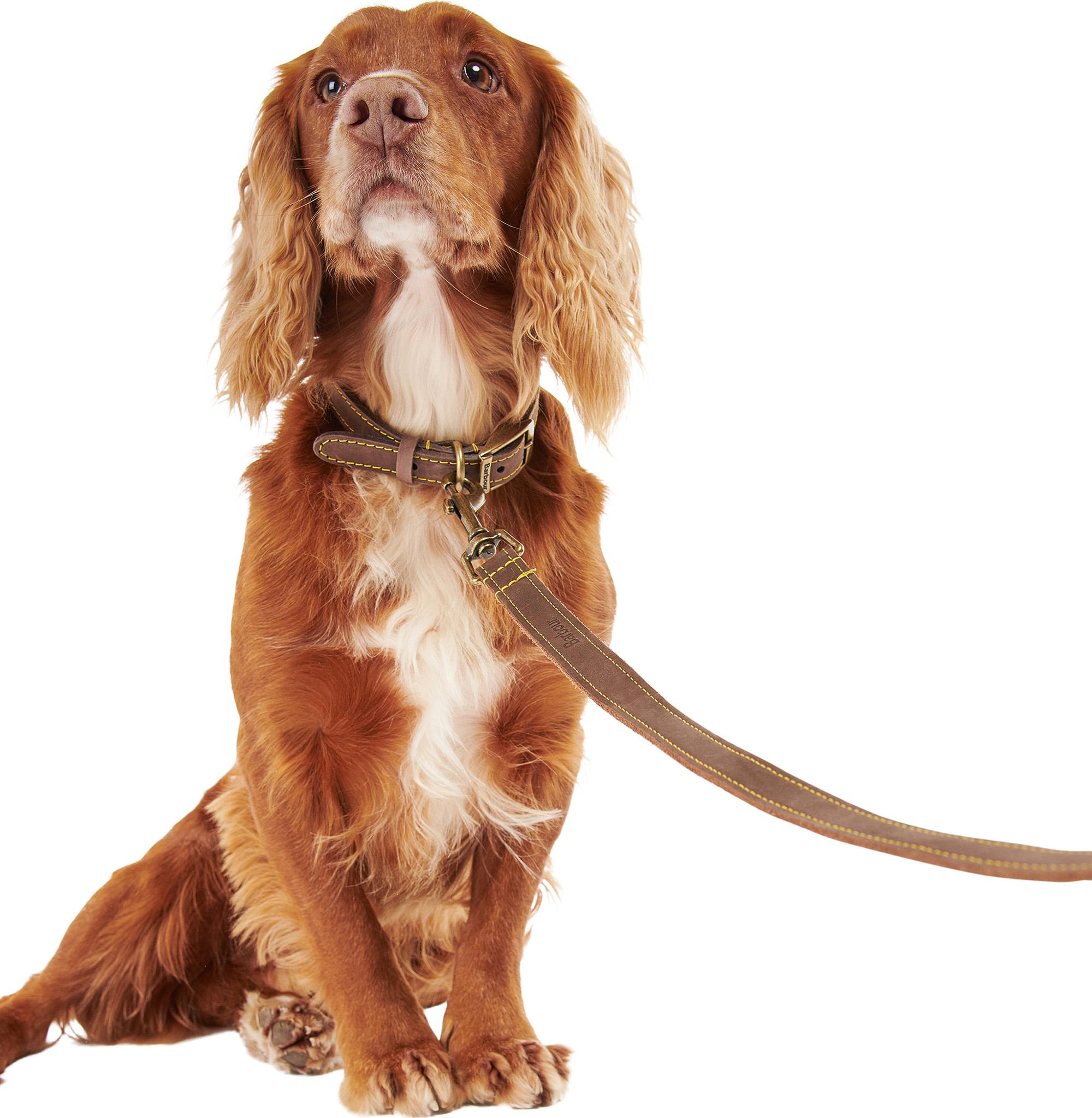 Product gallery image number 4 for product Leather Dog Lead