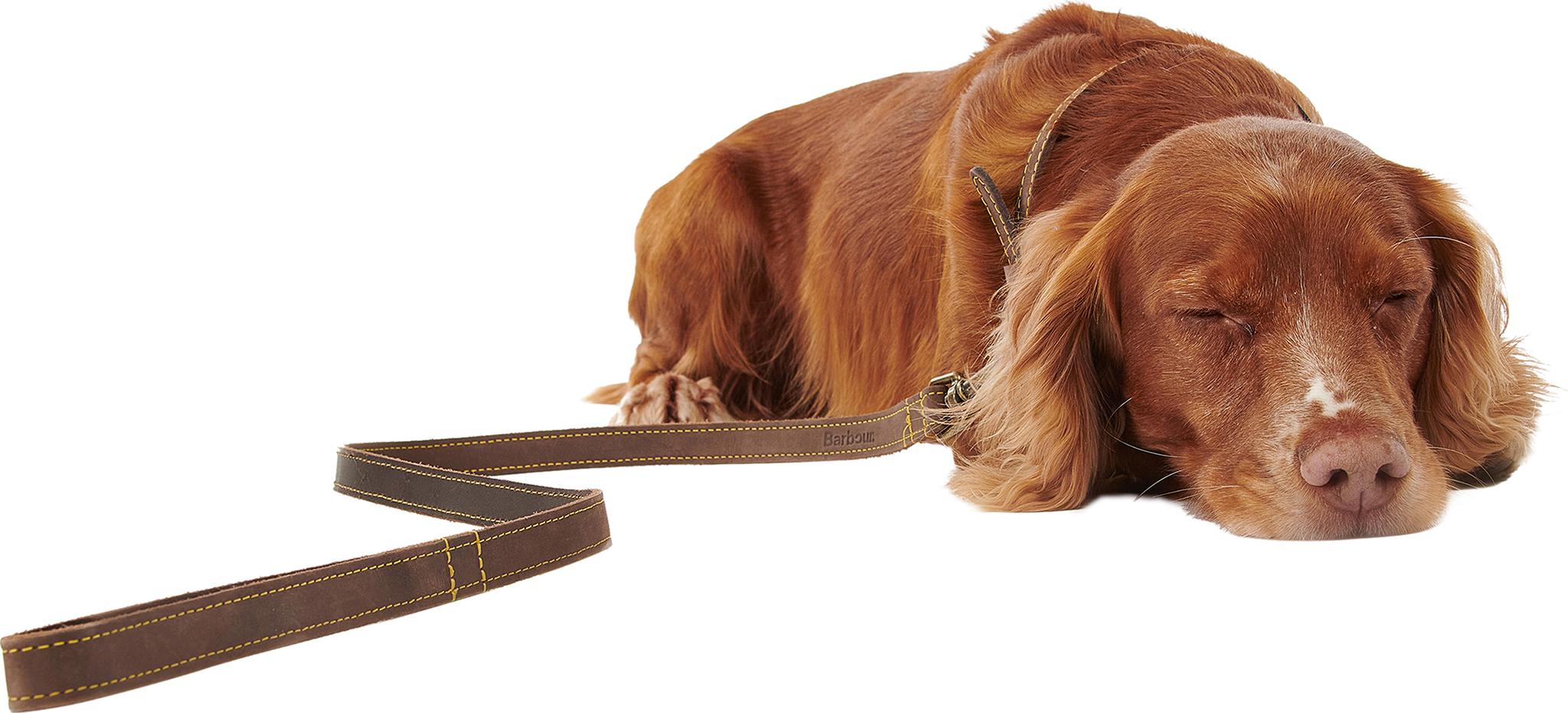 Product gallery image number 5 for product Leather Dog Lead
