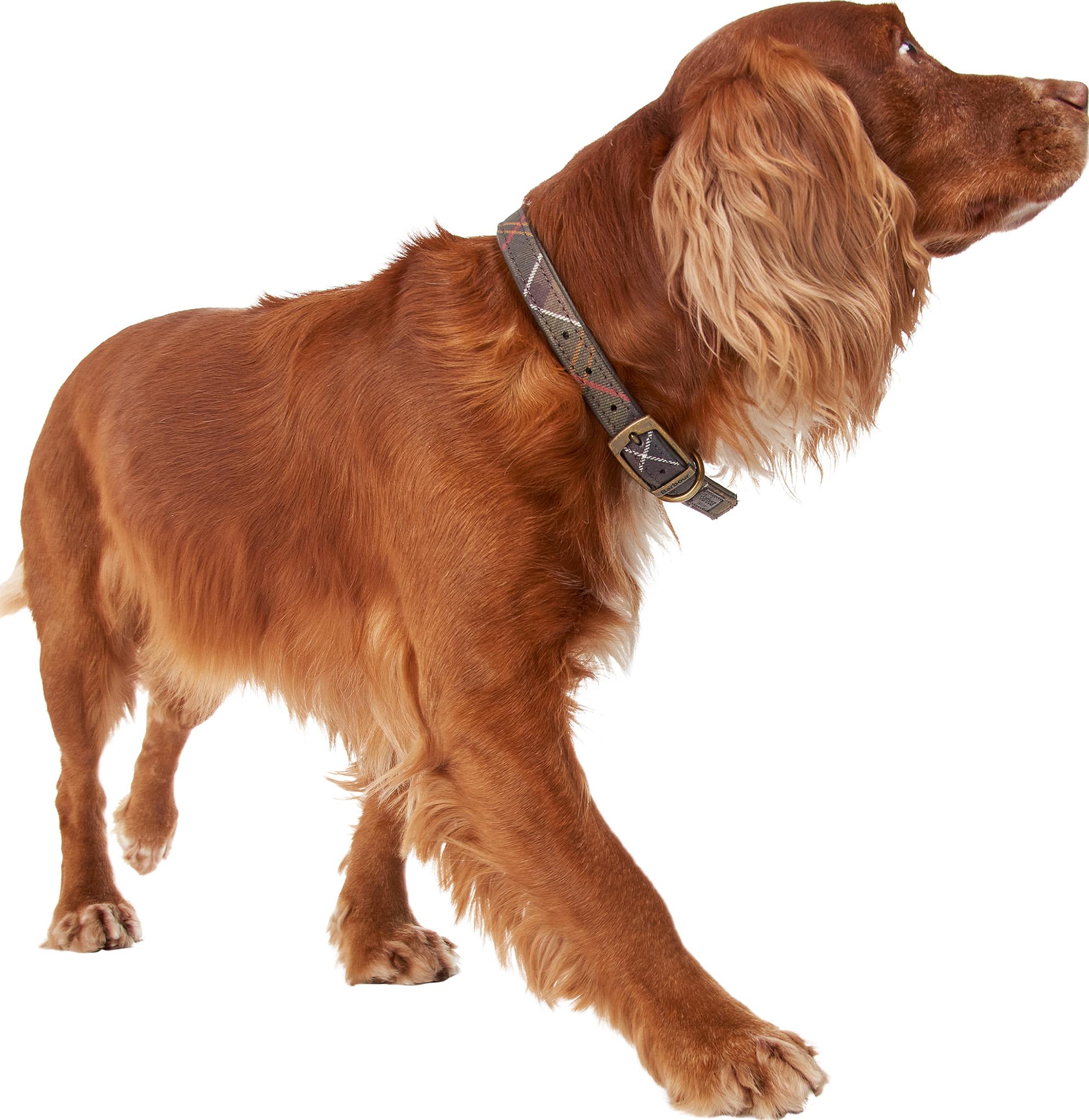 Product gallery image number 4 for product Tartan Dog Collar