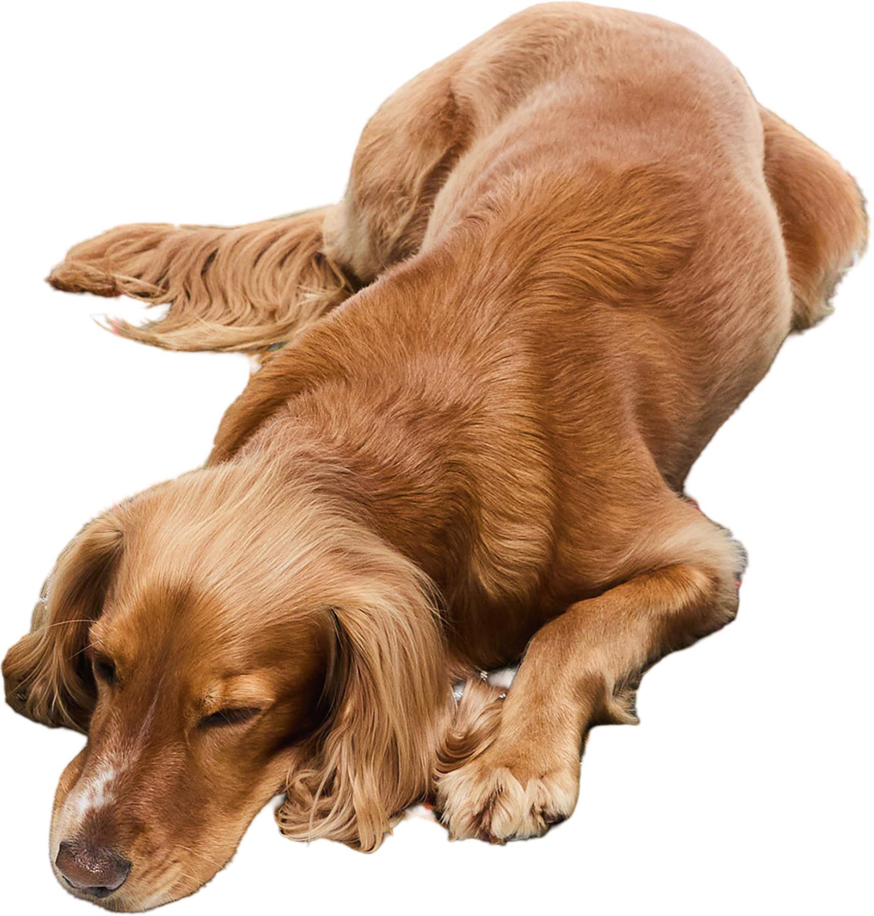 Numéro de l'image de la galerie de produits 3 pour le produit Tapis de cage pour chien