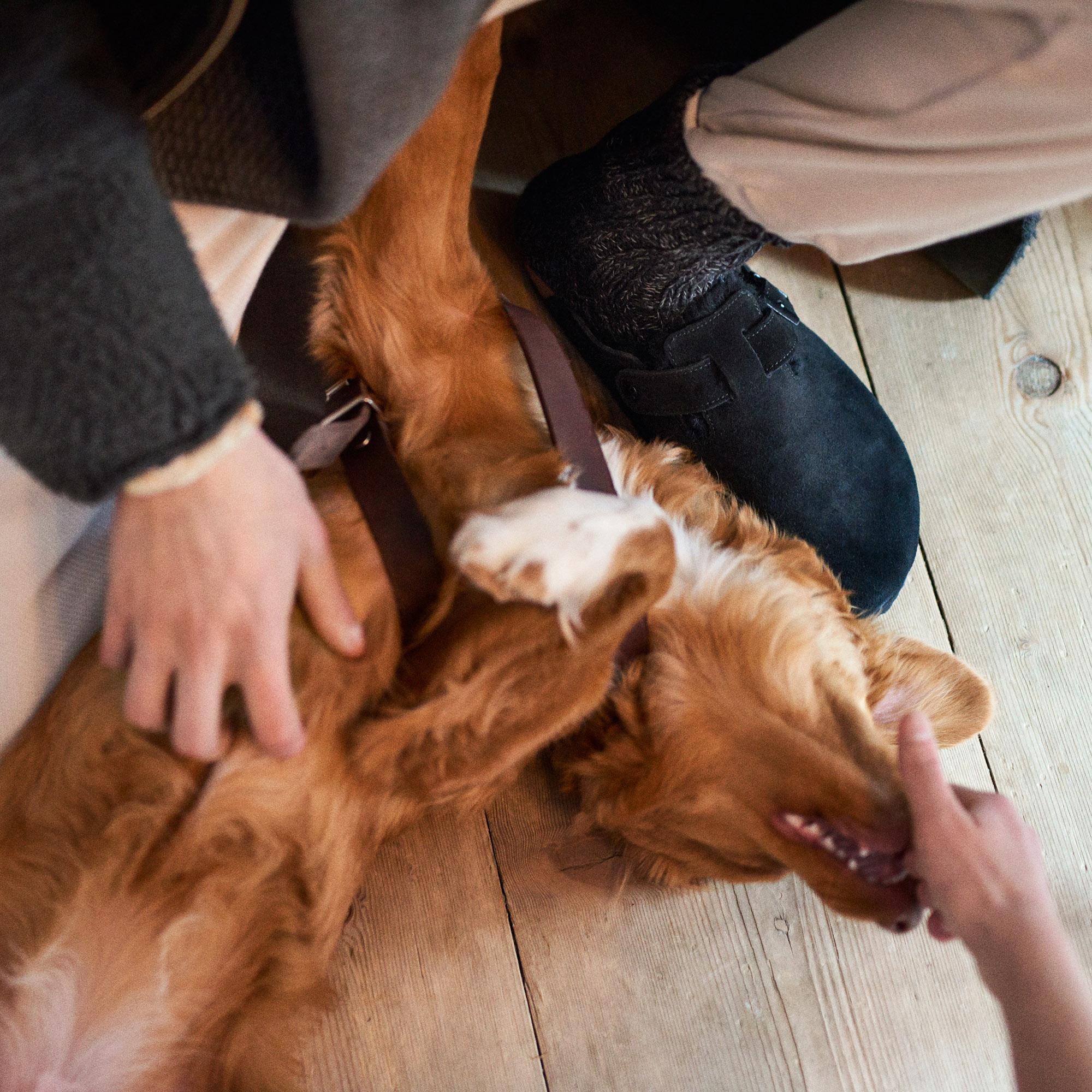 Numéro de l'image de la galerie de produits 3 pour le produit Mules Boston Shearling Suède - Unisexe