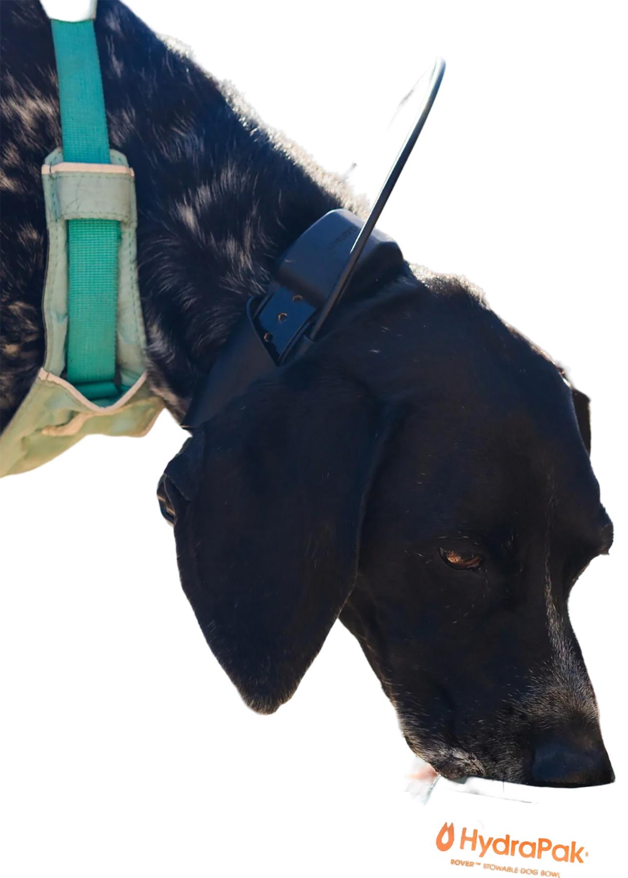 Product gallery image number 2 for product Rover Dog Bowl 500ml