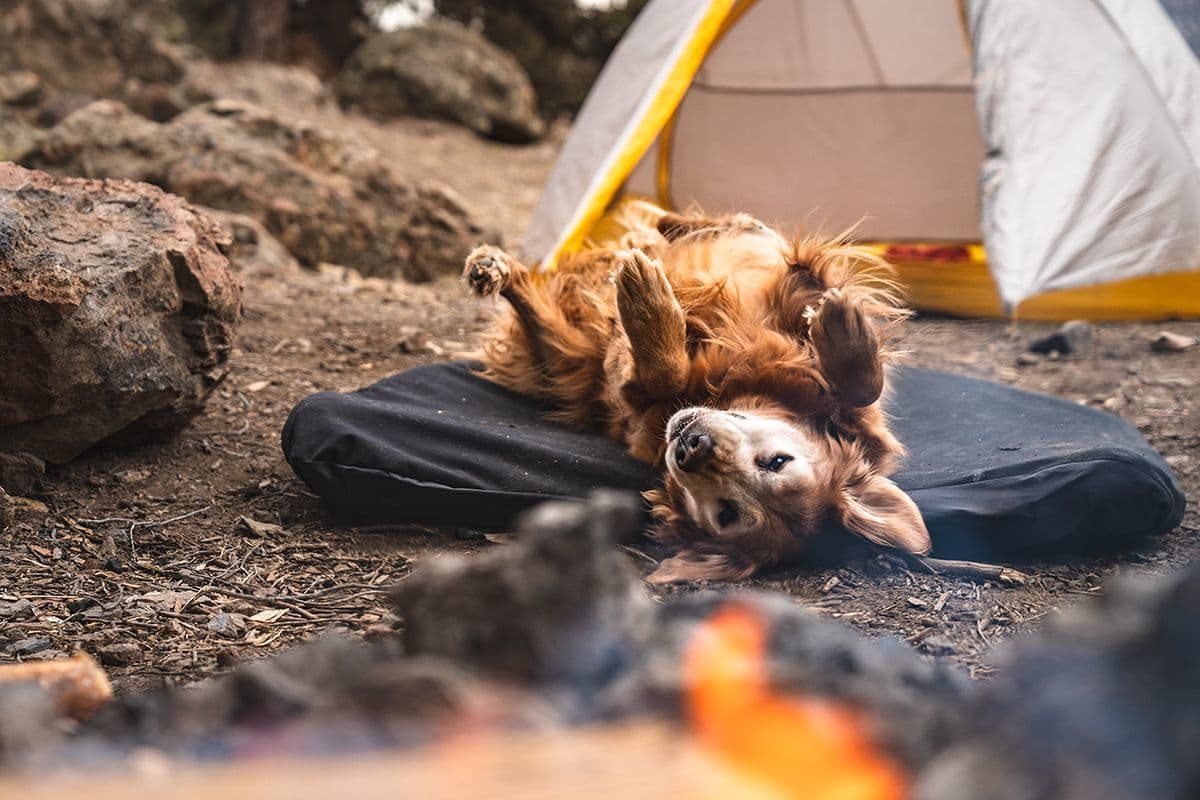 Product gallery image number 3 for product Moon Dog Bed Large
