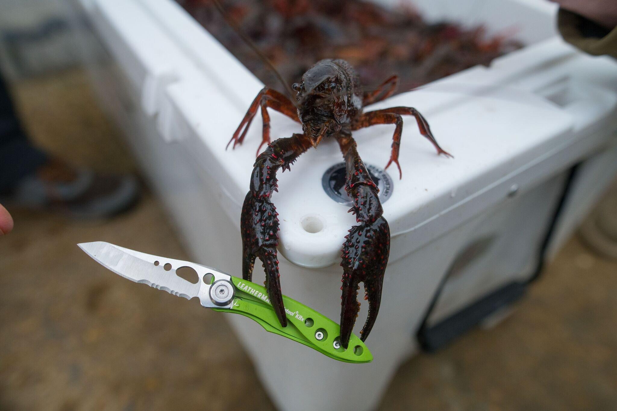 Product gallery image number 5 for product Skeletool KBX Pocket Knife