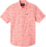 Couleur: Peach Echo