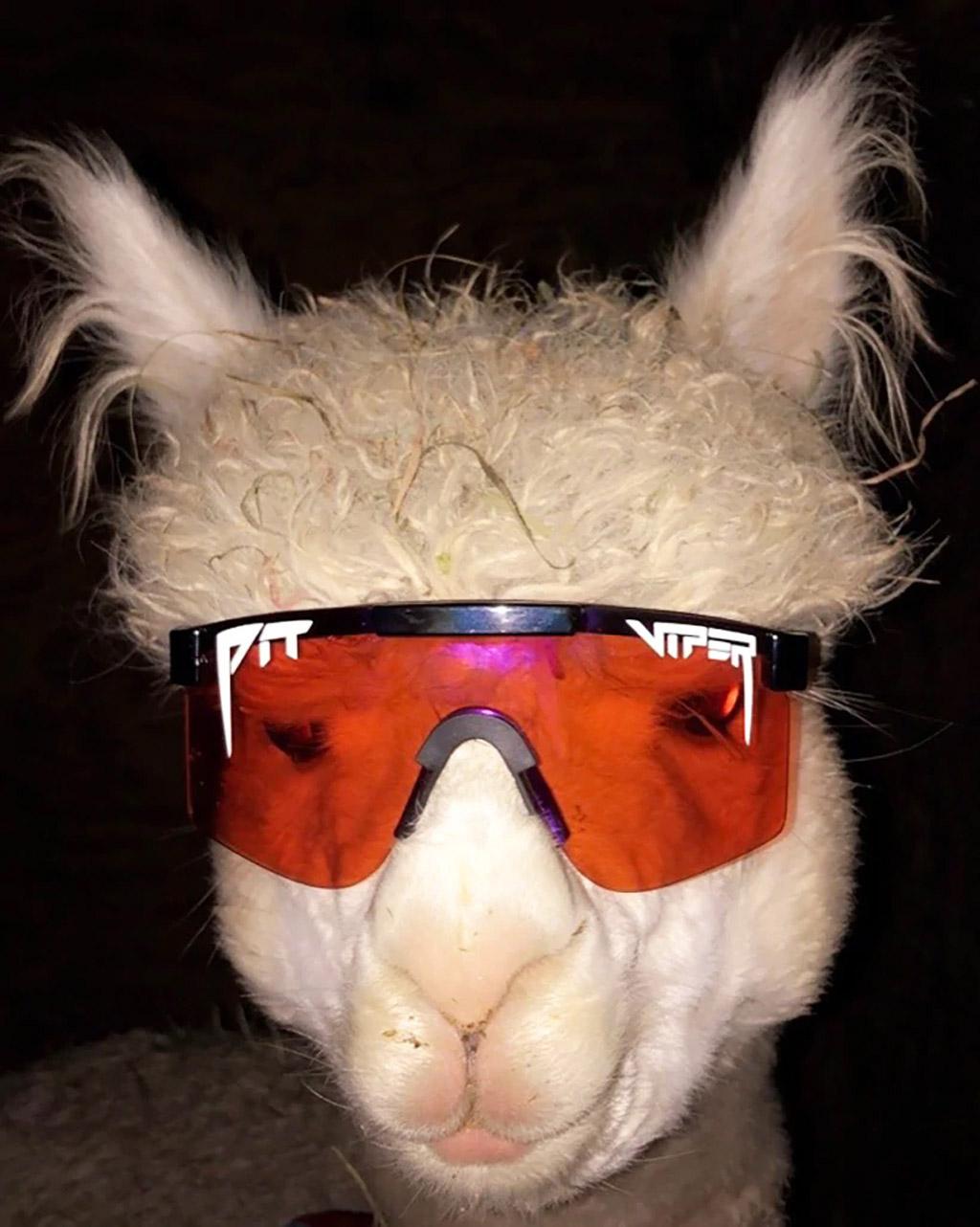 Product gallery image number 11 for product Lunettes de soleil The Mud Slinger
