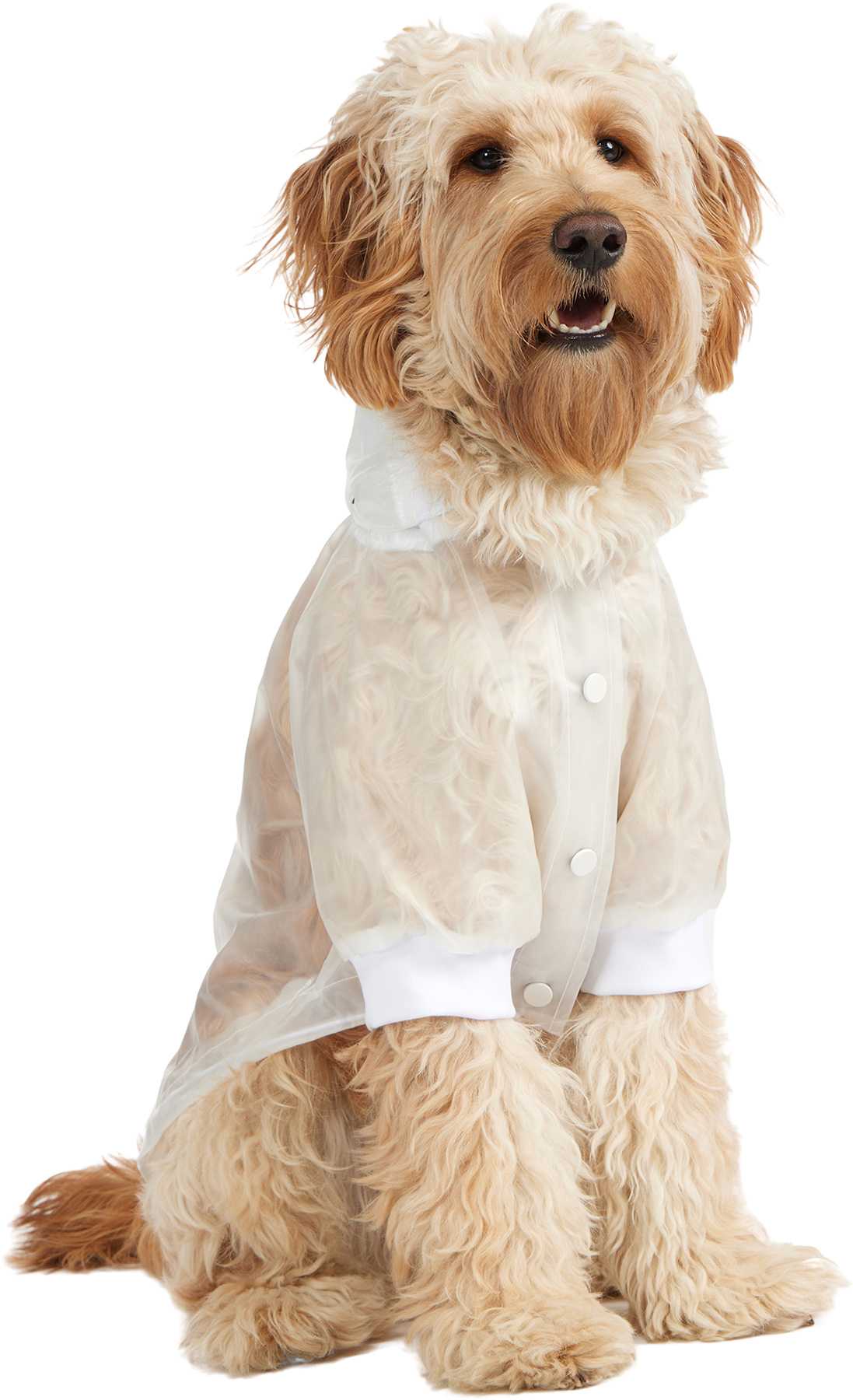 Product image for Iggy Rain Jacket with Hood for Dogs