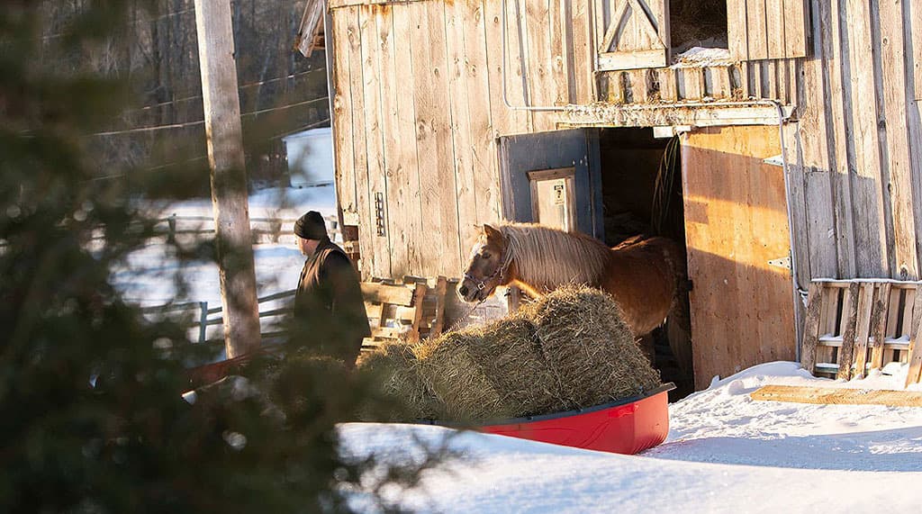 Product gallery image number 2 for product Luge utilitaire Trek Sport 94 avec patins, attelage de remorque et housse de protection