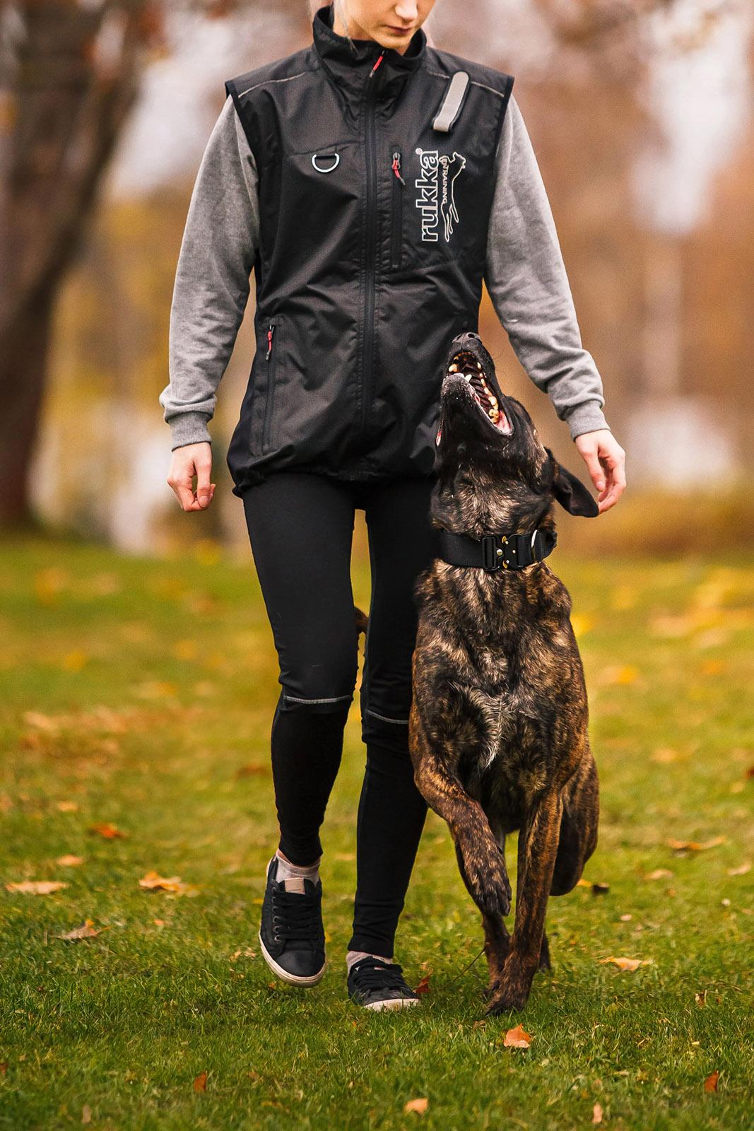 Product gallery image number 5 for product Collier de chien Mission - Petit