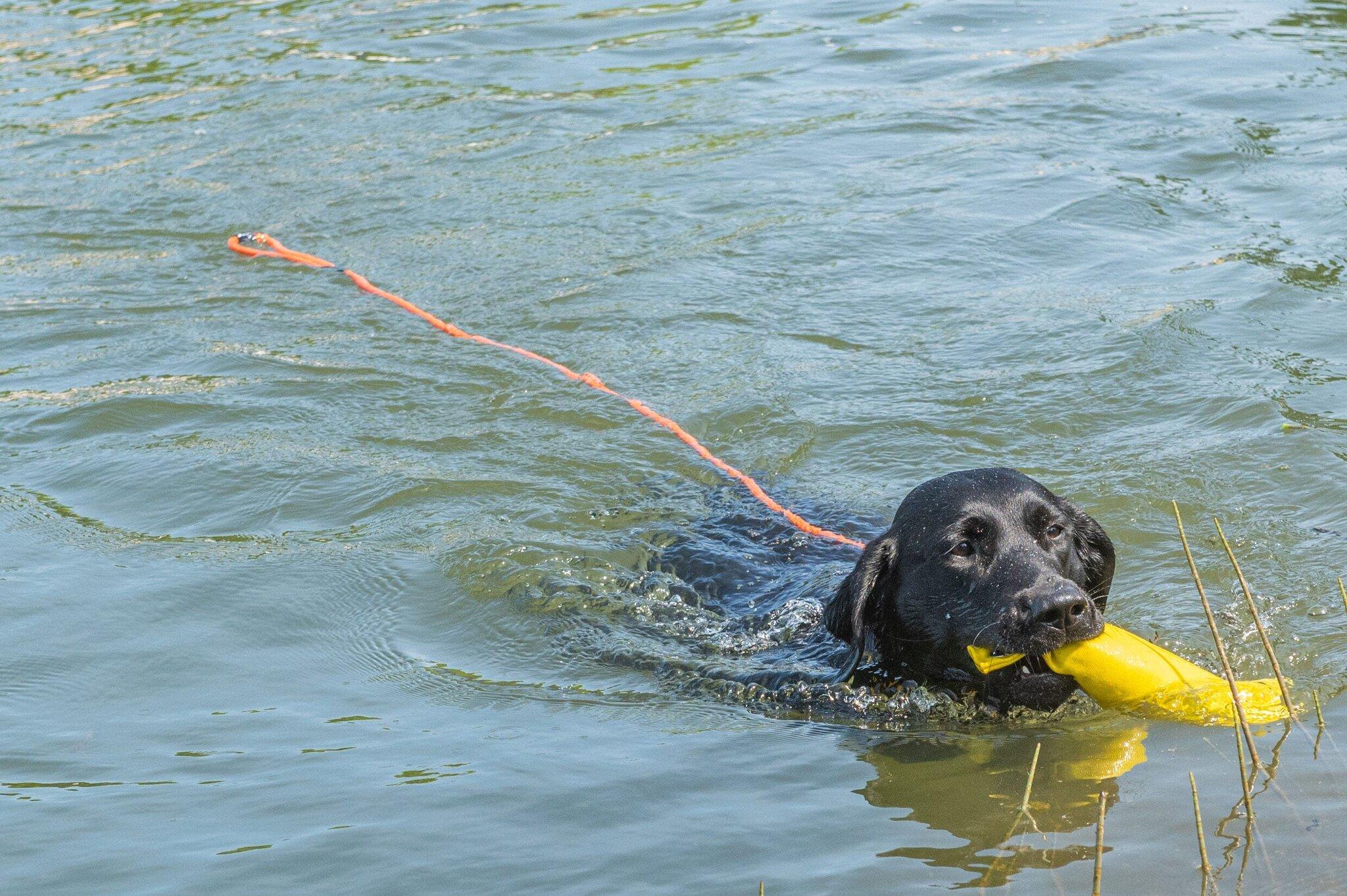 Numéro de l'image de la galerie de produits 3 pour le produit Laisse pour chien Swim - Large