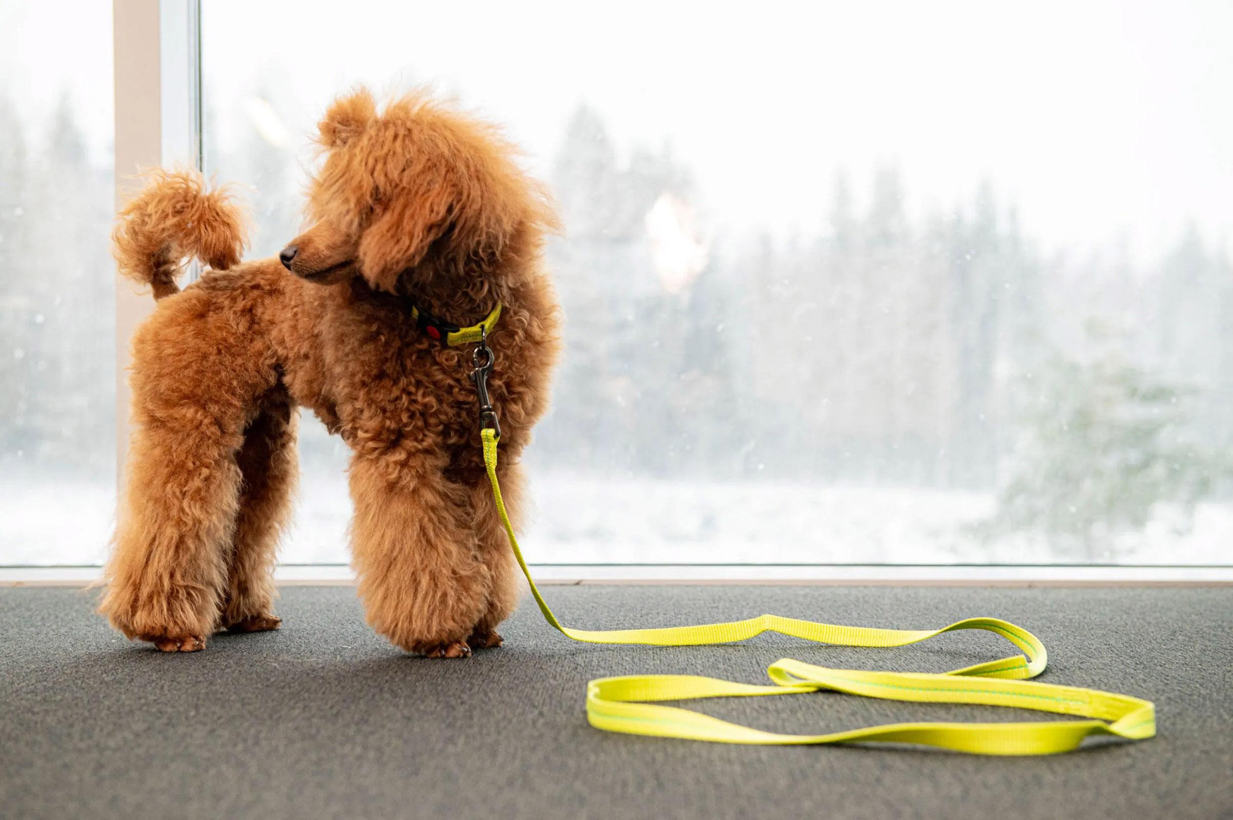 Product gallery image number 4 for product Laisse pour chien Cheery Tiny