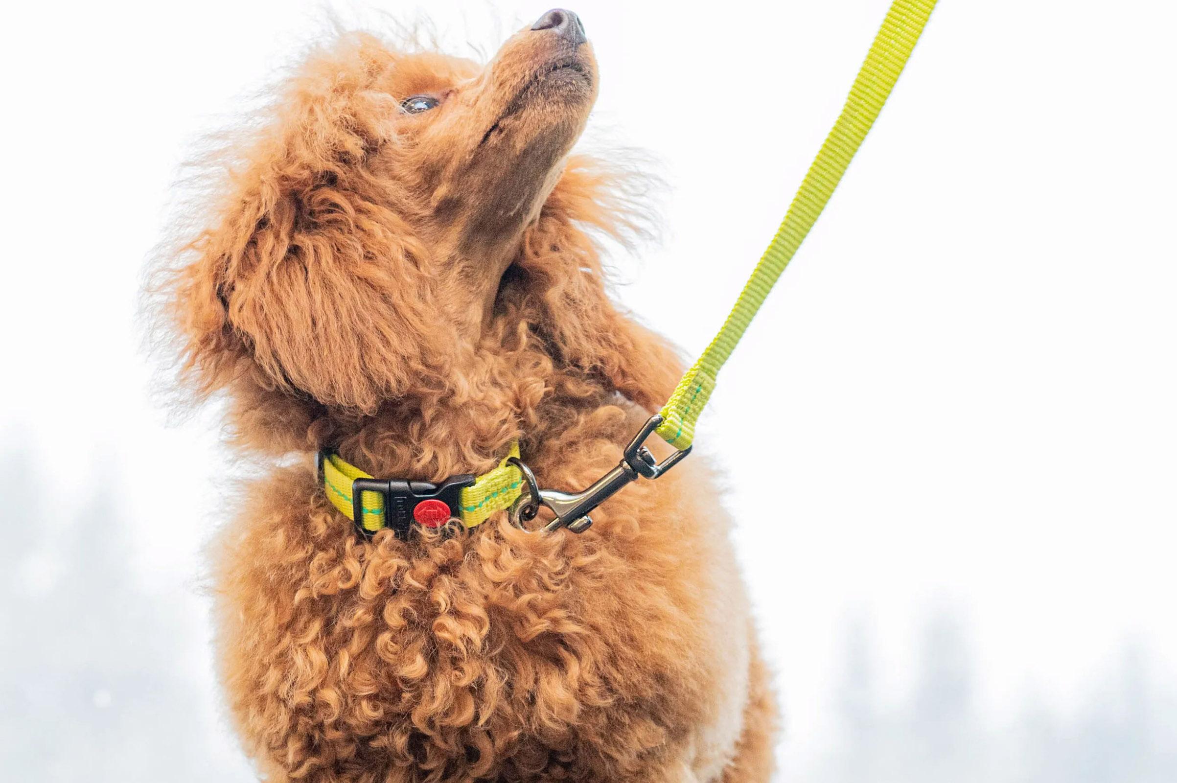 Product gallery image number 2 for product Laisse pour chien Cheery Tiny