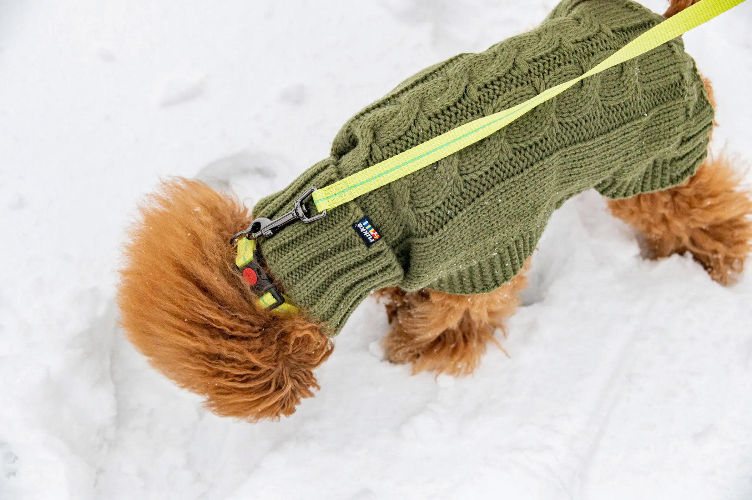 Product gallery image number 3 for product Laisse pour chien Cheery Tiny