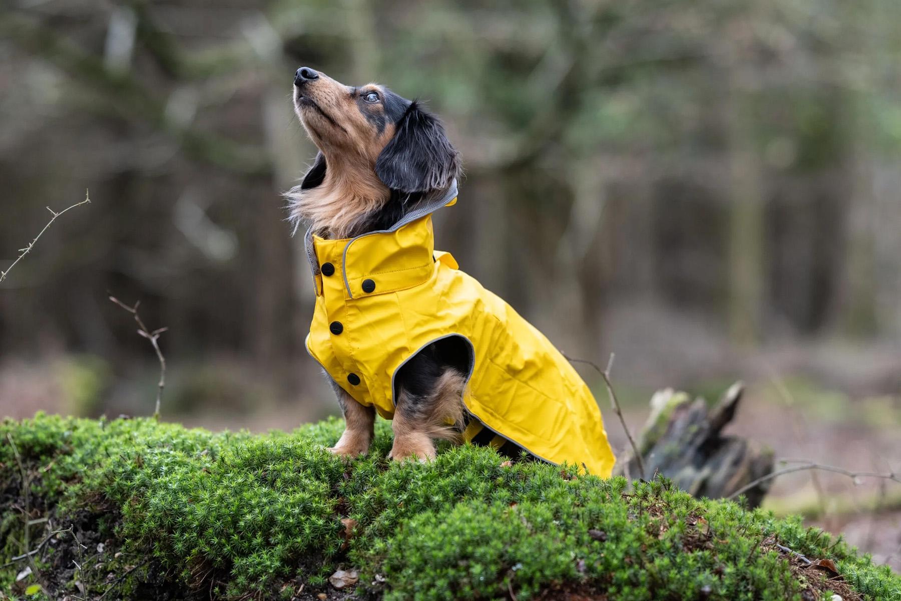 Numéro de l'image de la galerie de produits 5 pour le produit Imperméable pour chien Stream - 25/30