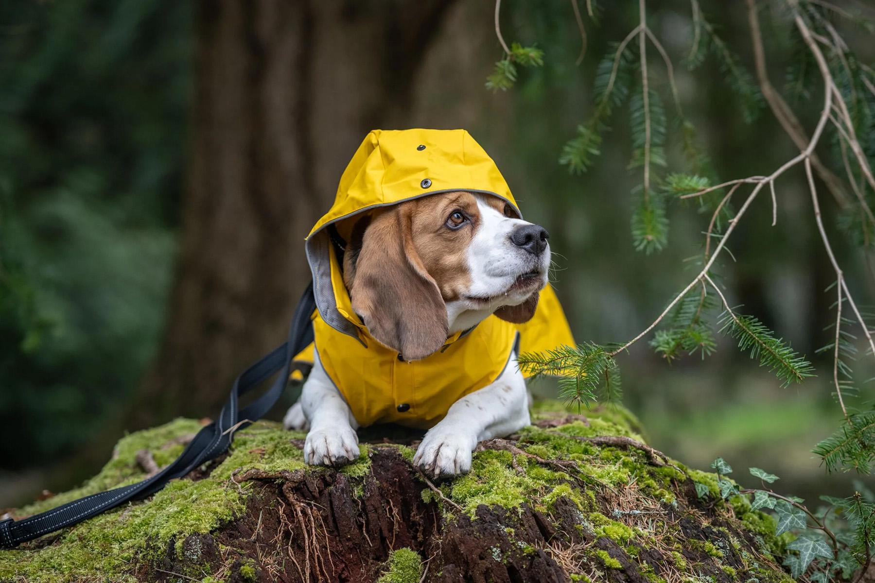 Numéro de l'image de la galerie de produits 6 pour le produit Imperméable pour chien Stream - 25/30