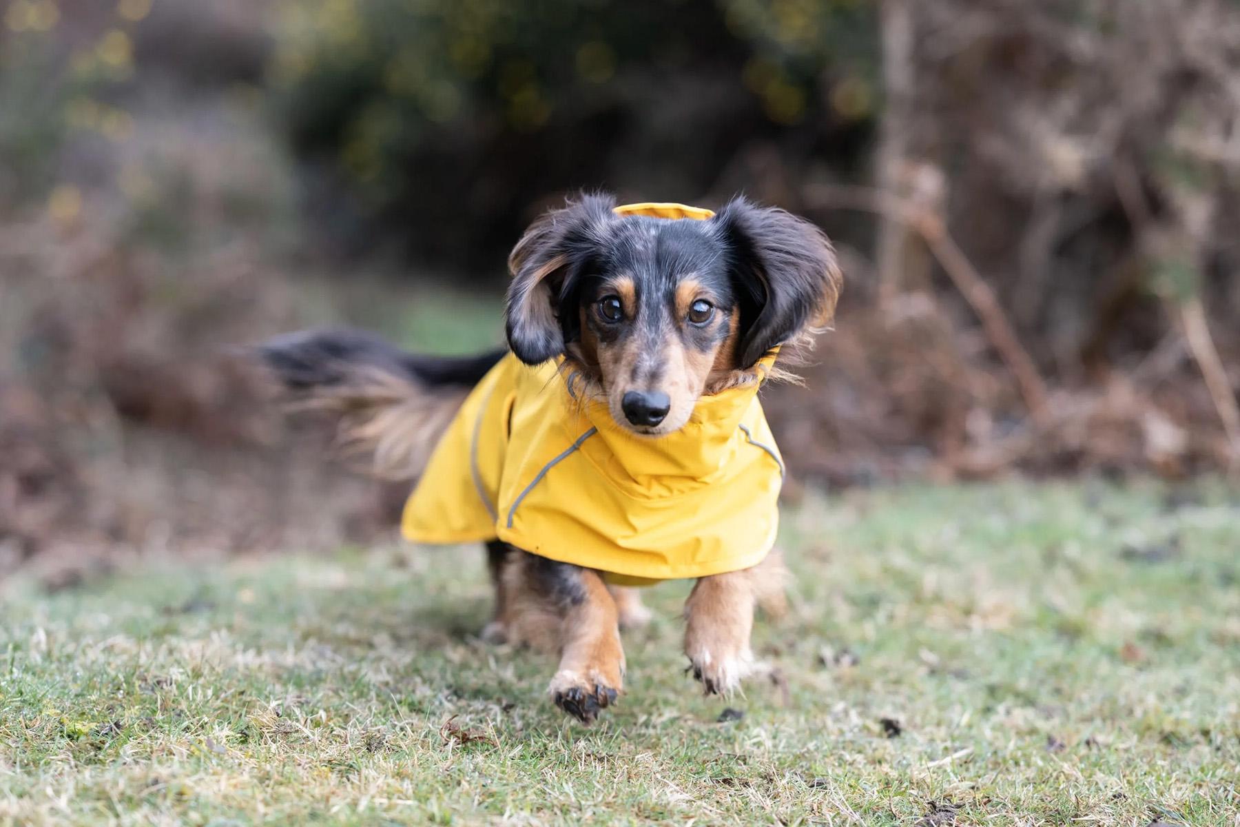Numéro de l'image de la galerie de produits 3 pour le produit Imperméable pour chien Hayton Eco - 50/55