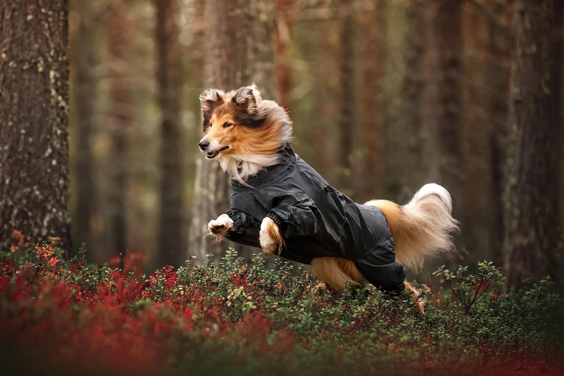 Numéro de l'image de la galerie de produits 6 pour le produit Combinaison pour chien Flash