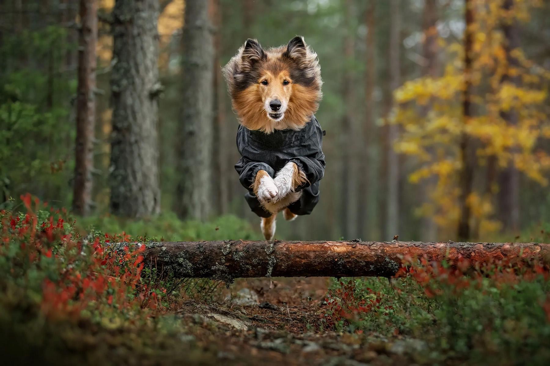 Numéro de l'image de la galerie de produits 4 pour le produit Combinaison pour chien Flash