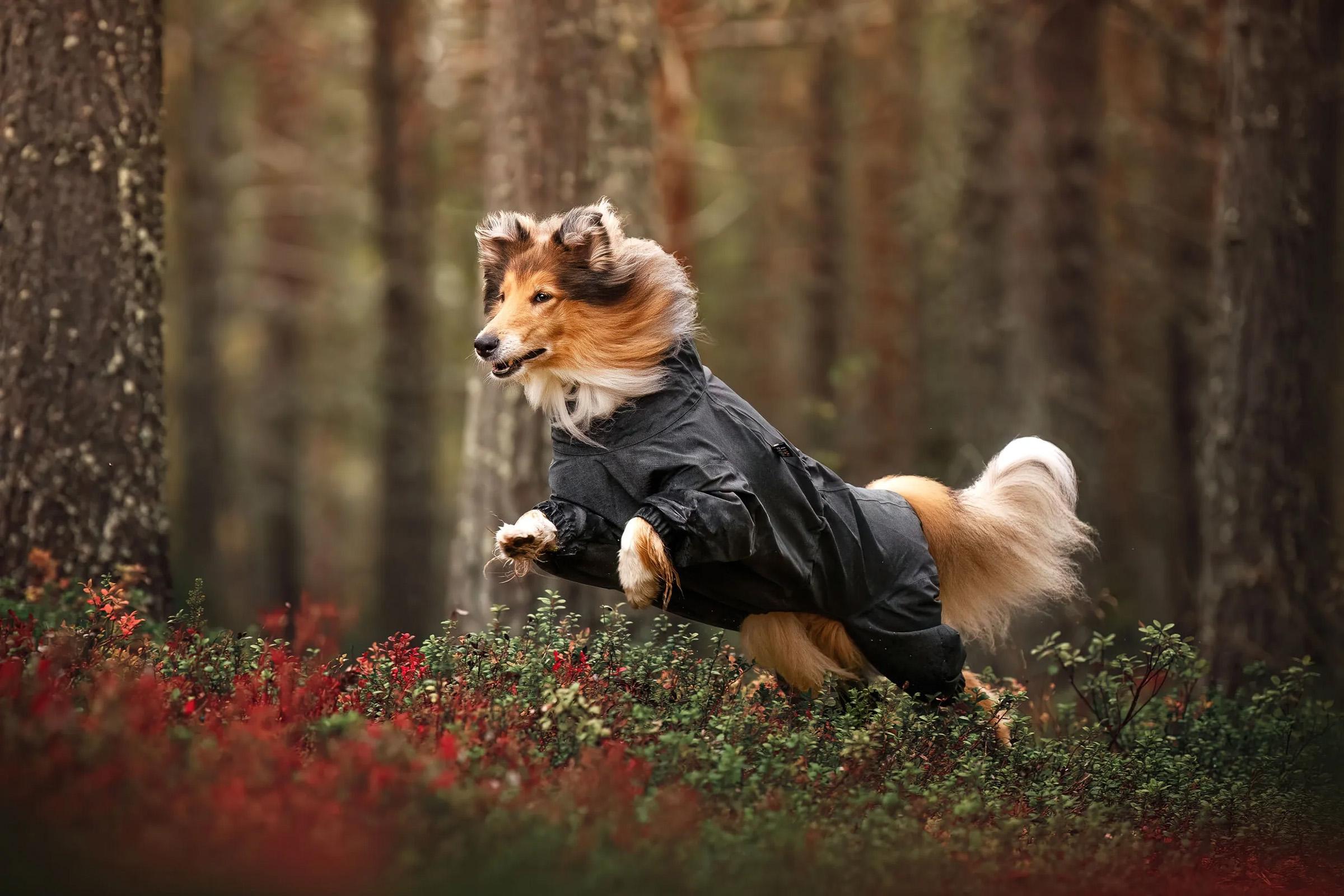 Numéro de l'image de la galerie de produits 5 pour le produit Combinaison pour chien Flash