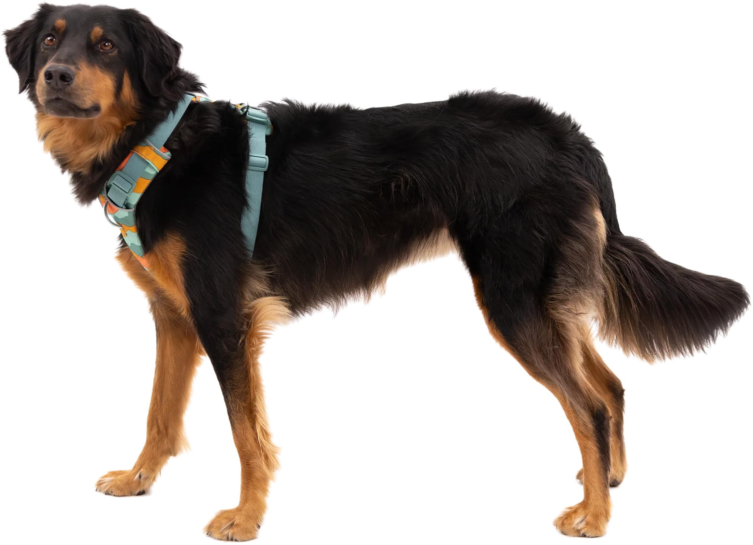 Product gallery image number 2 for product Front Range Dog Harness
