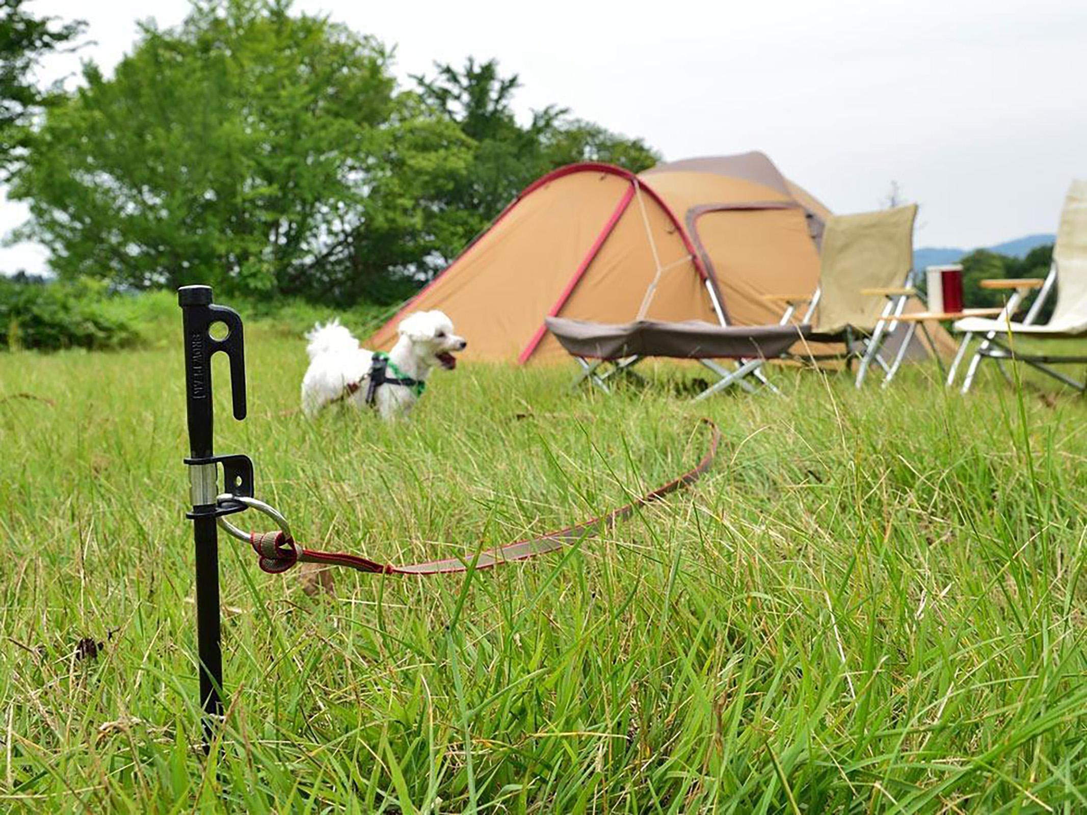 Numéro de l'image de la galerie de produits 2 pour le produit Ancrage à laisse Dog Anchor 50