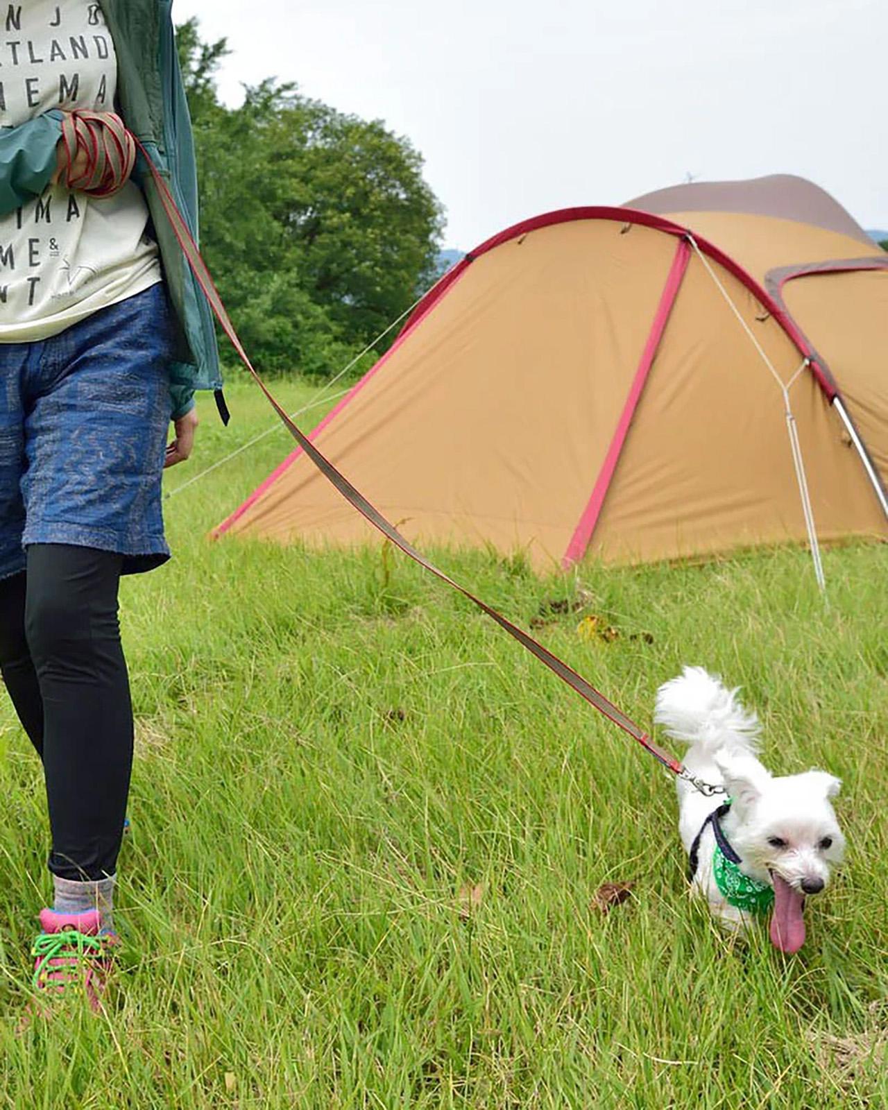 Product gallery image number 2 for product Set of 3 Leashes Play Lead