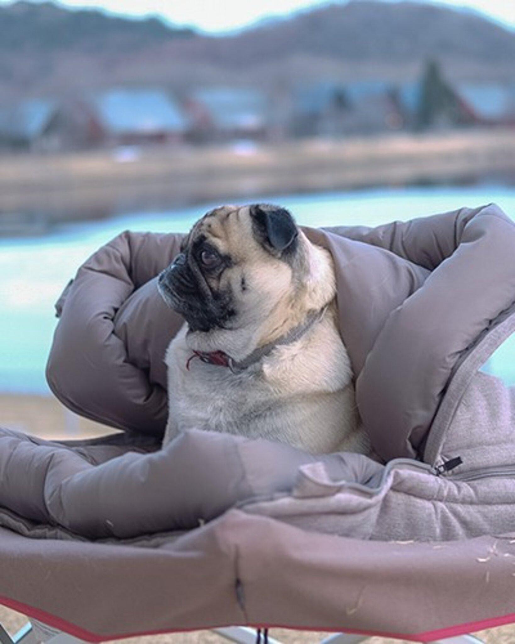 Product gallery image number 3 for product Ofuton Dog Sleeping Bag