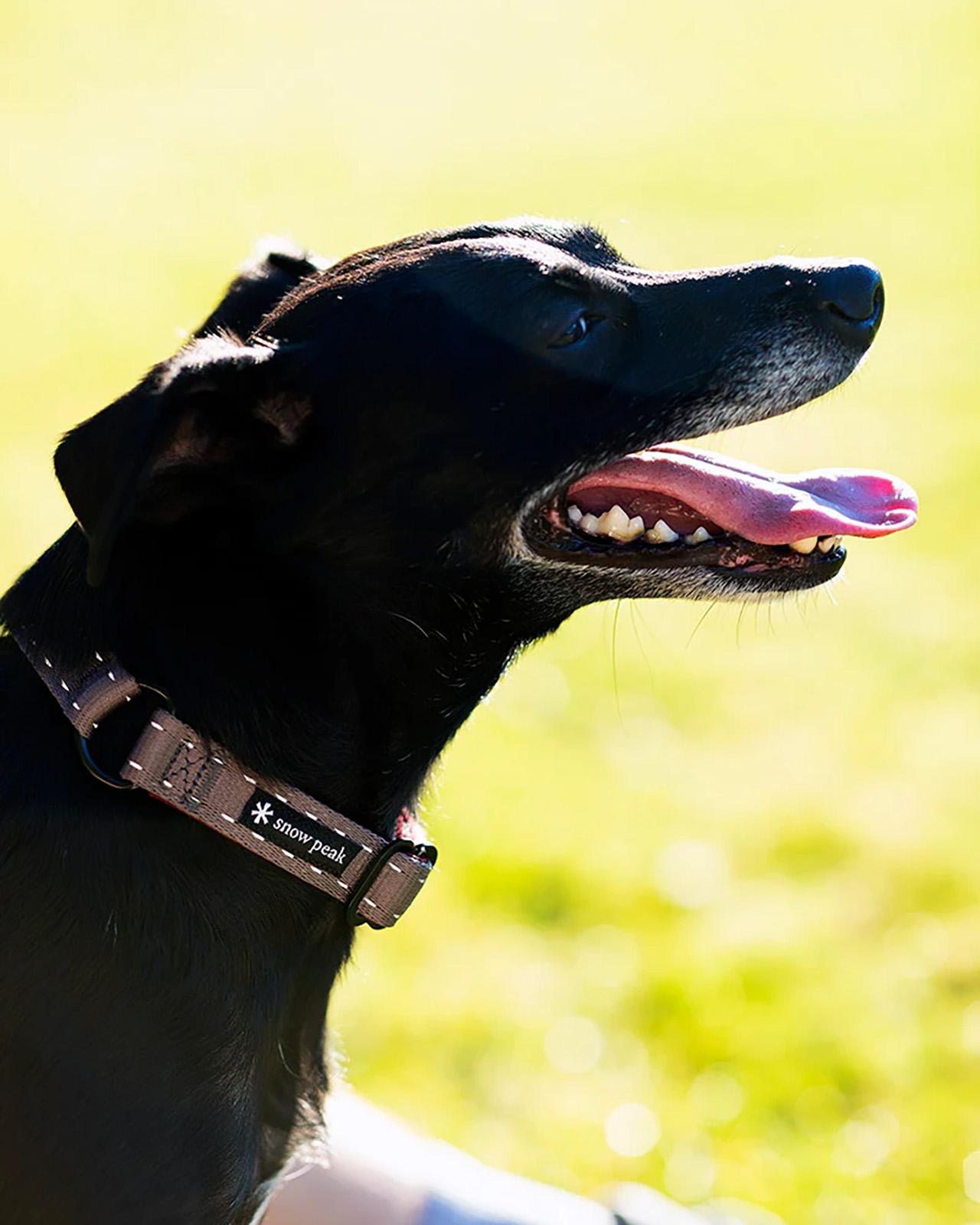 Product gallery image number 2 for product Dog Slip Collar - Large