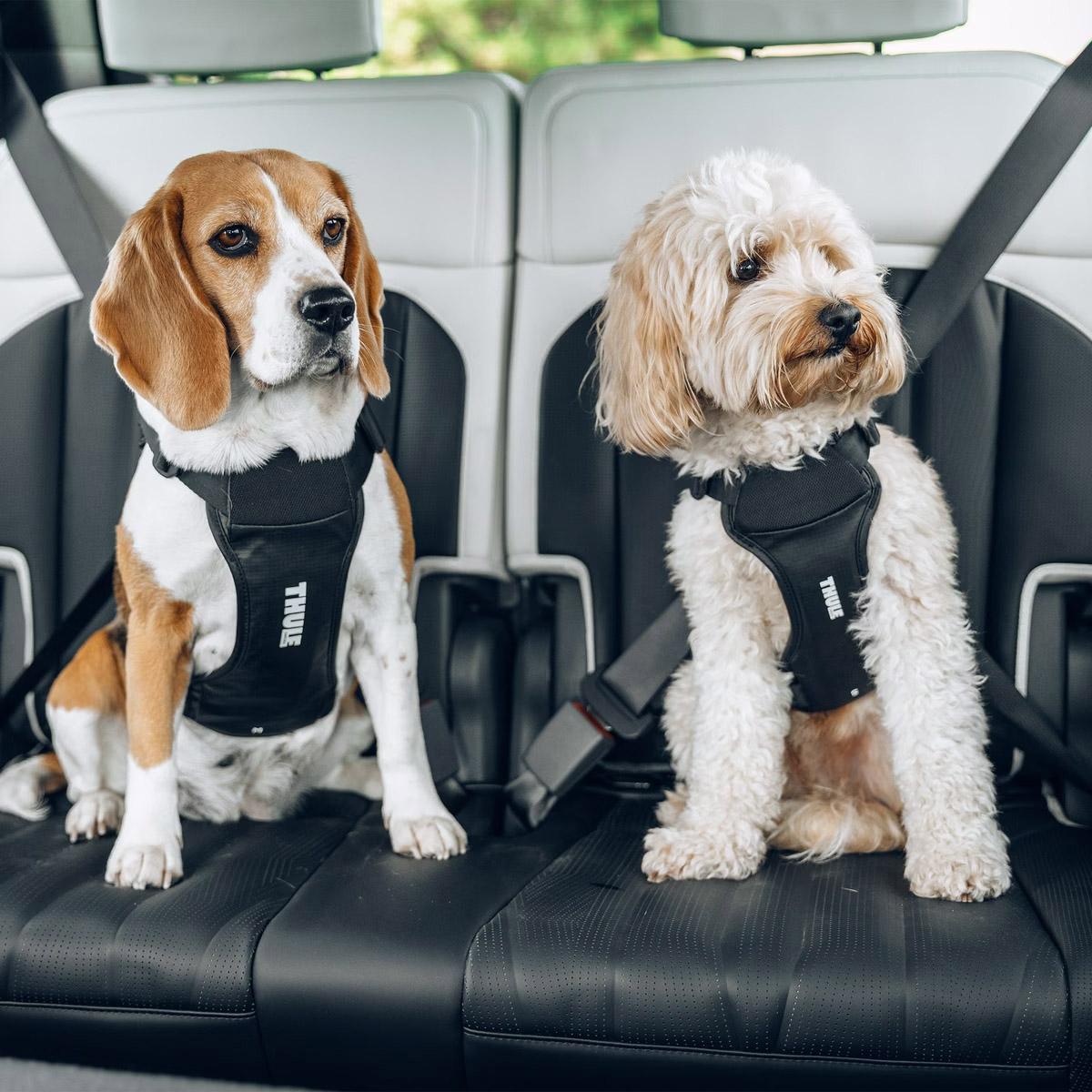 Product gallery image number 4 for product Cappy Dog Car Harness - Small