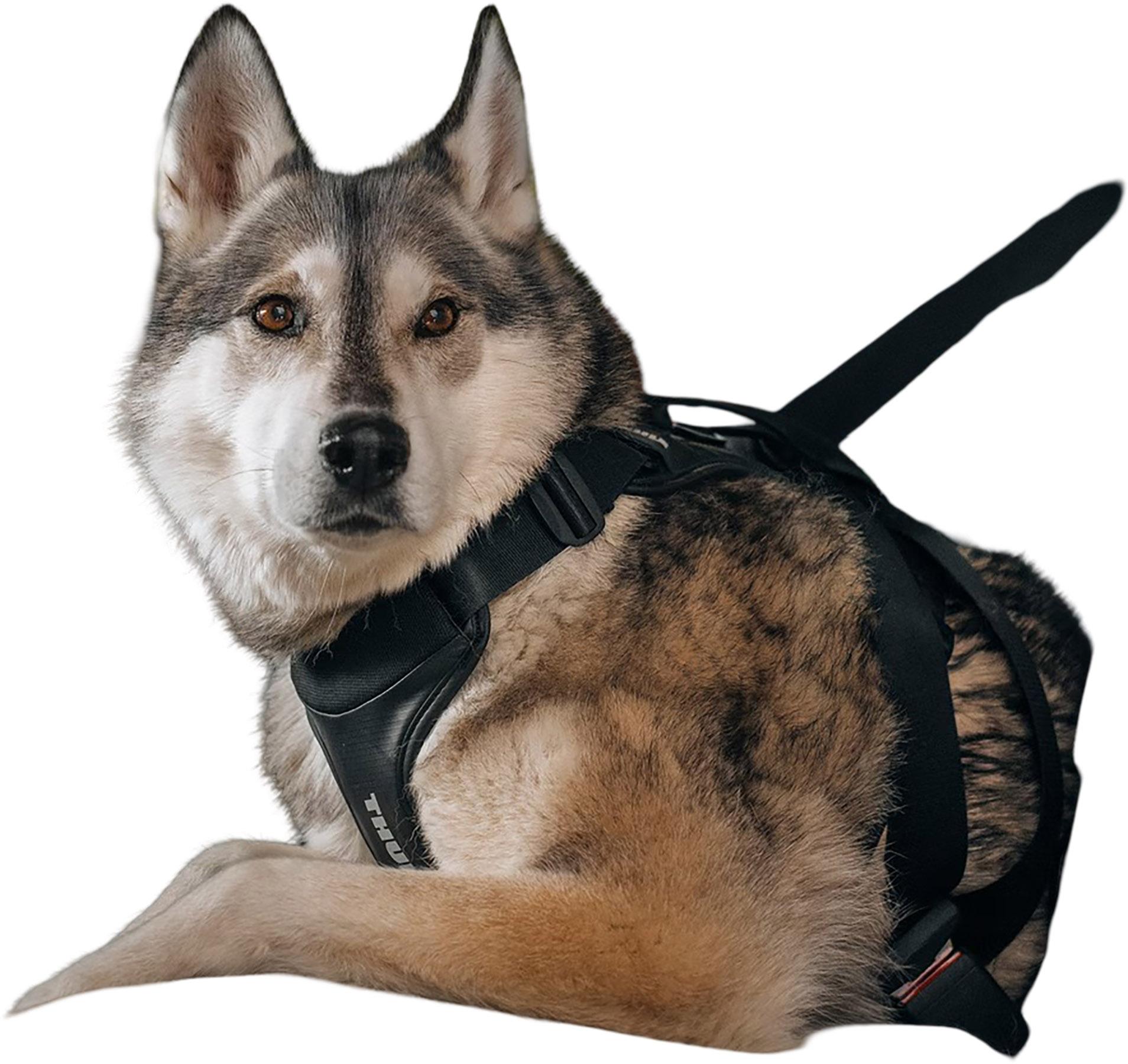 Numéro de l'image de la galerie de produits 4 pour le produit Harnais voiture pour chien Cappy - M