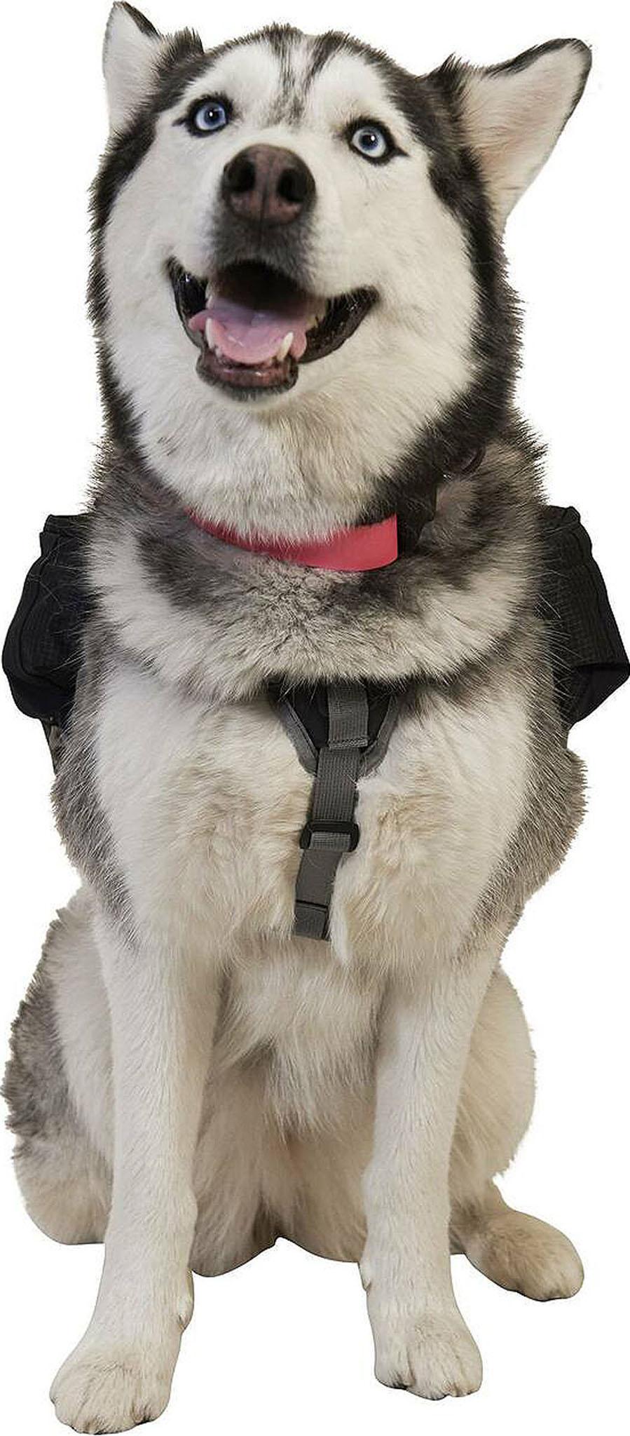 Product gallery image number 4 for product Dog Vest